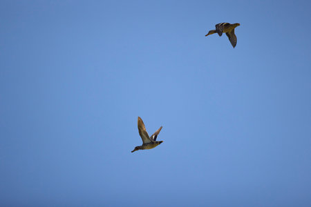 wild ducks in flight in the skyの写真素材