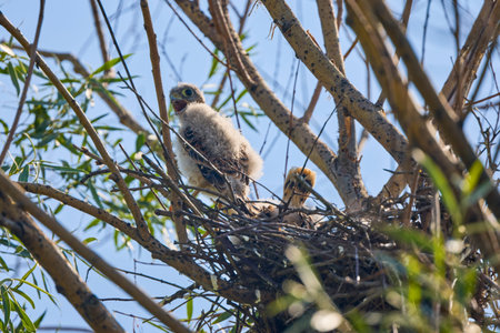 baby hawk in a nest in a tree