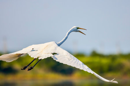 Great White Egret Egretta alba in flight on a sunny summer dayの写真素材