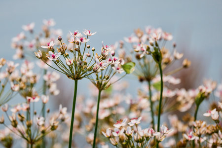 Butomus umbellatus grows near the waterの写真素材