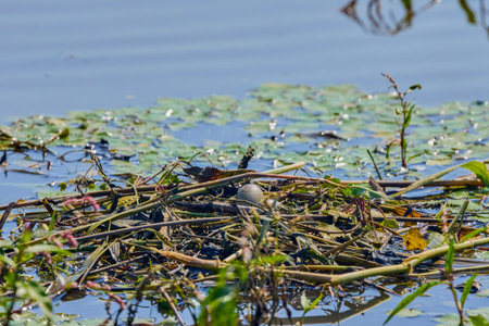 nest with eggs of a Sterna hirundo on a lakeの写真素材