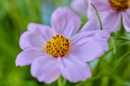 pink cosmos flowers , daisy blossom flowers in the garden