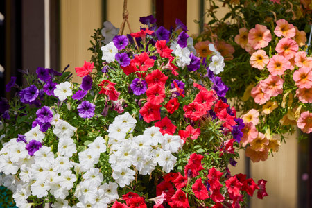 Beautiful and diversely colored flowers in a garden