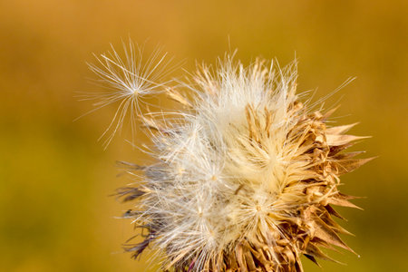 Pink thistle flowers in wild (herbal medicine Silybum marianum, milk thistle, Cardus marianus,...