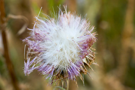 Pink thistle flowers in wild (herbal medicine Silybum marianum, milk thistle, Cardus marianus, Mediterranean milk cardus marianus). Floral blue-violetの写真素材