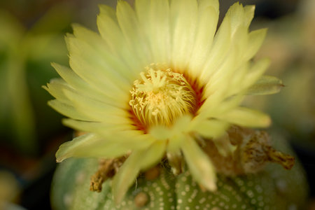 close up with blurred background of cactus flowers, selective focusの写真素材