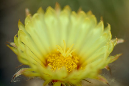 close up with blurred background of cactus flowers, selective focusの写真素材