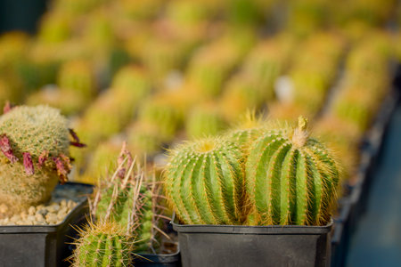 beautiful specimens of cacti on a table with a blurred backgroundの写真素材