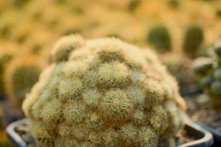 beautiful specimens of cacti on a table with a blurred backgroundの写真素材