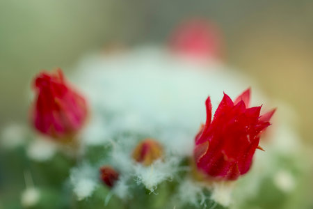 close up with blurred background of cactus flowers, selective focusの写真素材