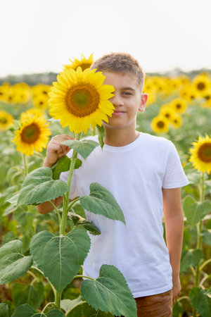 A boy enjoys a field of blooming sunflowers on a summer day.の写真素材