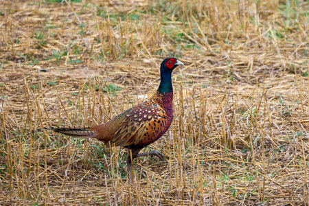 Male Phasianus colchicus in dry grass on an autumn day