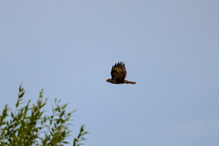 Common Buzzard (Buteo buteo) flying in the wild