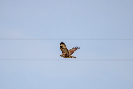 Common Buzzard (Buteo buteo) flying in the wild