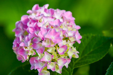 close up of a beautiful pink Hydrangea Flowers