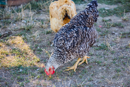 close up of chickens in a rural farmの写真素材