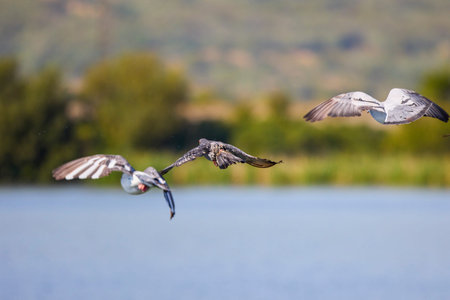 a group of pigeons are flying near a body of water