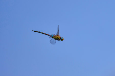 a dragonfly in flight with a blurred backgroundの写真素材