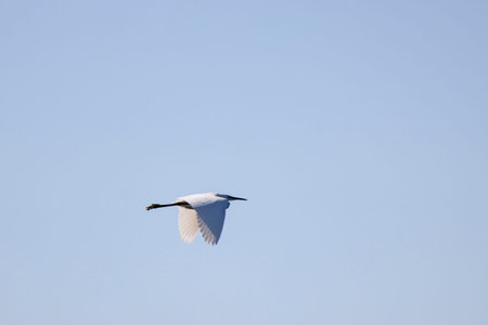 (Ardea alba) in flightの写真素材