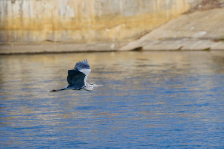 (Ardea cinerea), flying over a lake on a sunny dayの写真素材