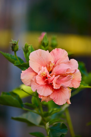 salmon-colored hibiscus flower on its bush