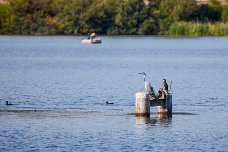 stands on the edge of a lakeの写真素材