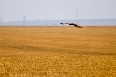 hawk in flight on a rainy autumn dayの写真素材