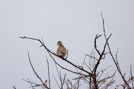 a (Streptopelia decaocto) on the branches of a leafless tree on a rainy dayの写真素材