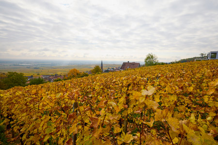 Beautiful landscape with vineyard plantation in the Alsace area during autumn.の写真素材