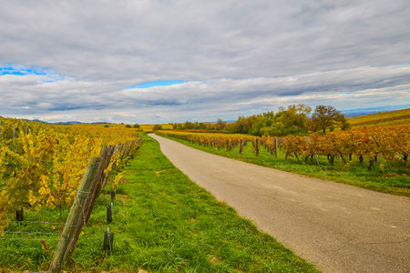 Beautiful landscape with vineyard plantation in the Alsace area during autumn.の写真素材
