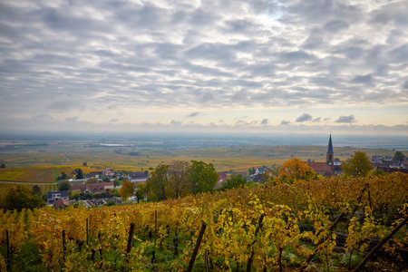 Beautiful landscape with vineyard plantation in the Alsace area during autumn.の写真素材