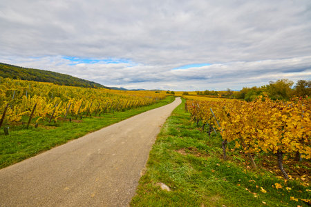 Beautiful landscape with vineyard plantation in the Alsace area during autumn.の写真素材