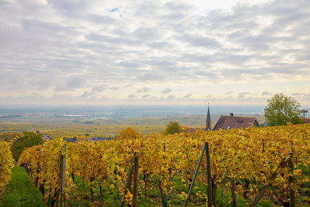 Beautiful landscape with vineyard plantation in the Alsace area during autumn.の写真素材