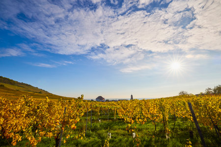 Beautiful landscape with vineyard plantation in the Alsace area during autumn.の写真素材