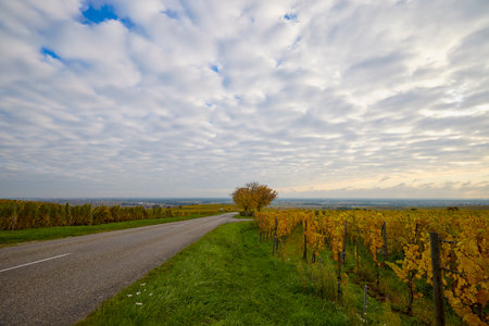 Beautiful landscape with vineyard plantation in the Alsace area during autumn.の写真素材