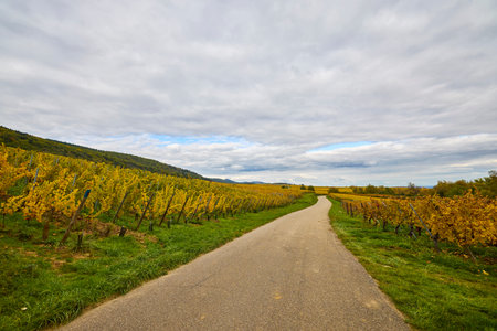 Beautiful landscape with vineyard plantation in the Alsace area during autumn.
