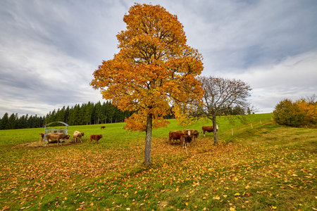 landscape with cows on a mountain meadow in autumnの写真素材