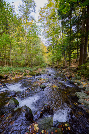 a mountain stream through the autumn forest