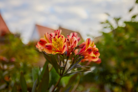 a beautiful flower in the light of an autumn dayの写真素材
