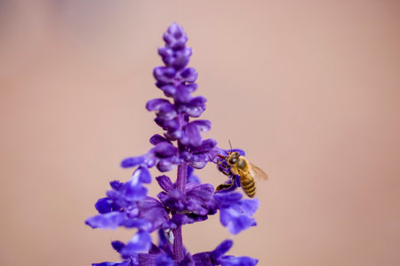 a purple flower with a bee on it, macro photographyの写真素材