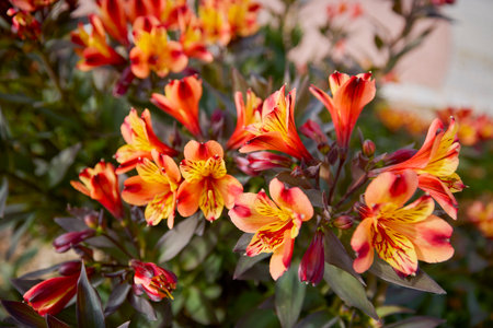 a beautiful flower in the light of an autumn dayの写真素材