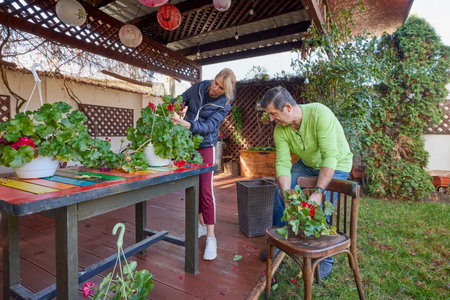 a woman and a man on the terrace at home cleaning the flowers to prepare them for the cold seasonの写真素材