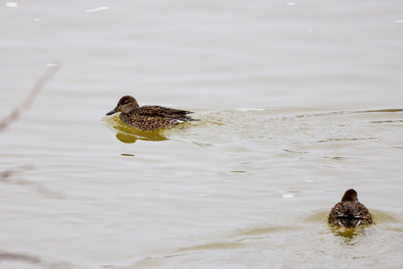 Wild ducks on a river on a winter dayの写真素材