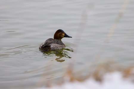 Wild ducks on a river on a winter dayの写真素材