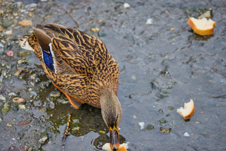 Wild ducks on a river on a winter dayの写真素材