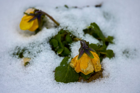 pansy flowers in the snow on a winter day