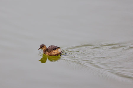 Waterfowl on a river on a winter dayの写真素材