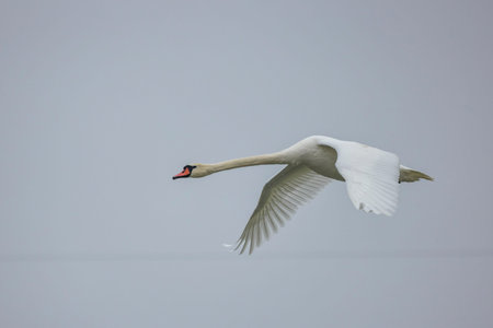 Beautiful swans in flight on a winter dayの写真素材