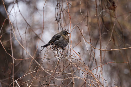 female blackbird (Turdus merula) on a branch in a bush
