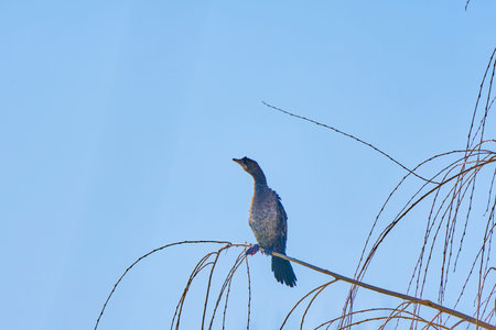 A cormorant at the top of a tree sits on the branches and watches